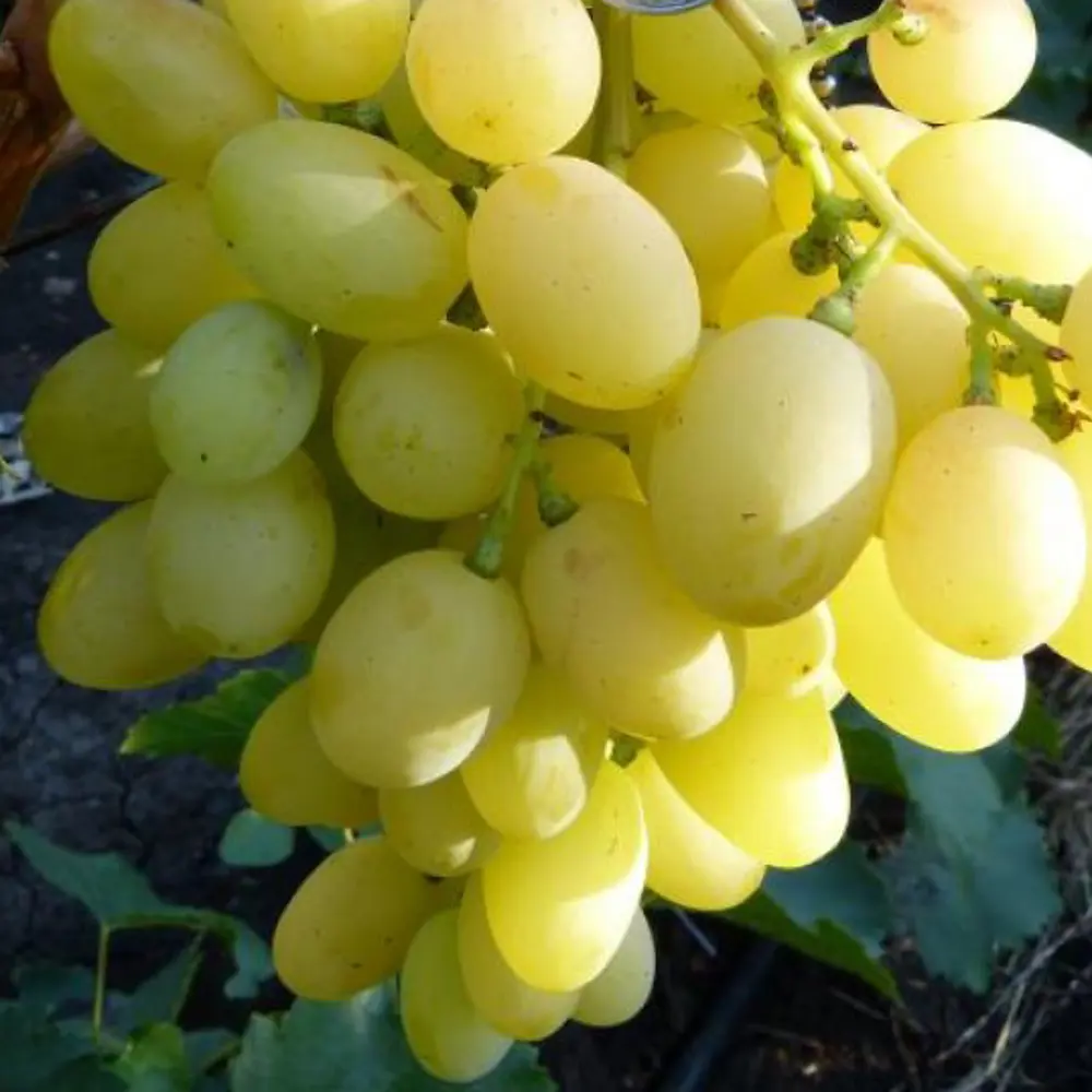 Виноград «Благовест» C2 высота 60-80 см ВСЕ В САД STLM-2049954