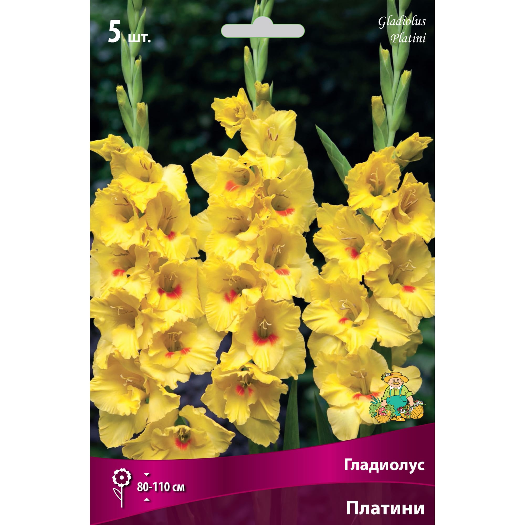 82530175 Гладиолусы крупноцветковые Платини Santreyd 