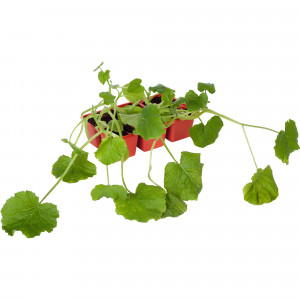 12714019 Кабачок, P6 Н15