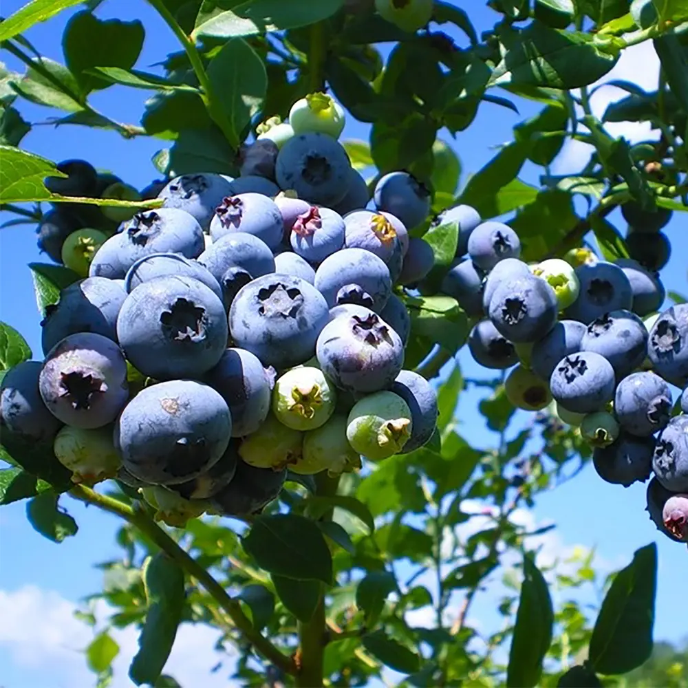 Саженец голубики высокорослой Santreyd Блю Голд 18016078 STLM-1531527 - Вид №1