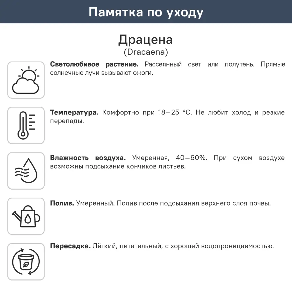 Драцена Маргината ø17 h70 см 89434481 STLM-2115913 Santreyd  - Вид №1