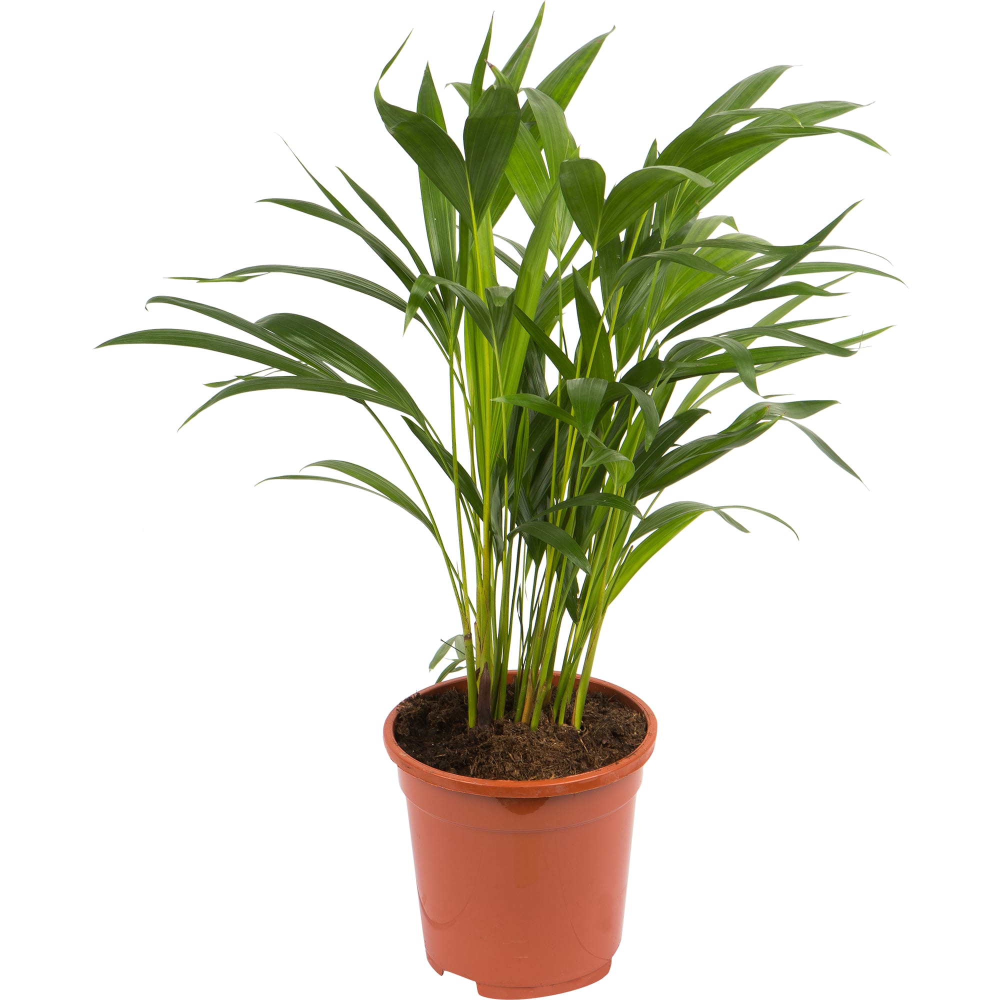 82207291 Арека 17х45 см Santreyd 