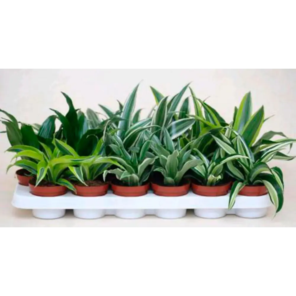 Santreyd Драцена фрагранс микс — элегантный комнатный росток 84586892 STLM-0052391 - Вид №3