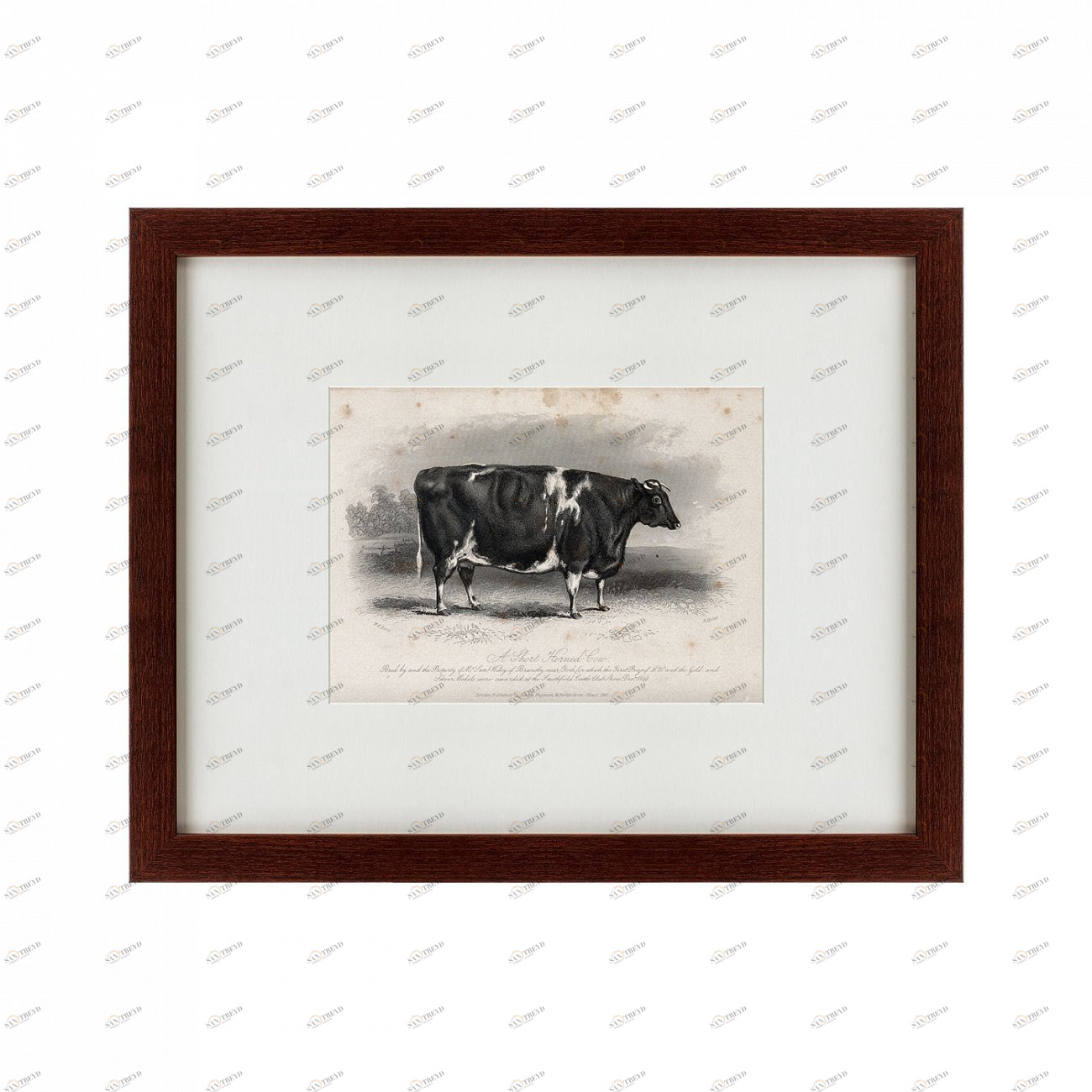 Картина: A short horned cow, 1850 КАРТИНЫ В КВАРТИРУ  135687 Разноцветный 