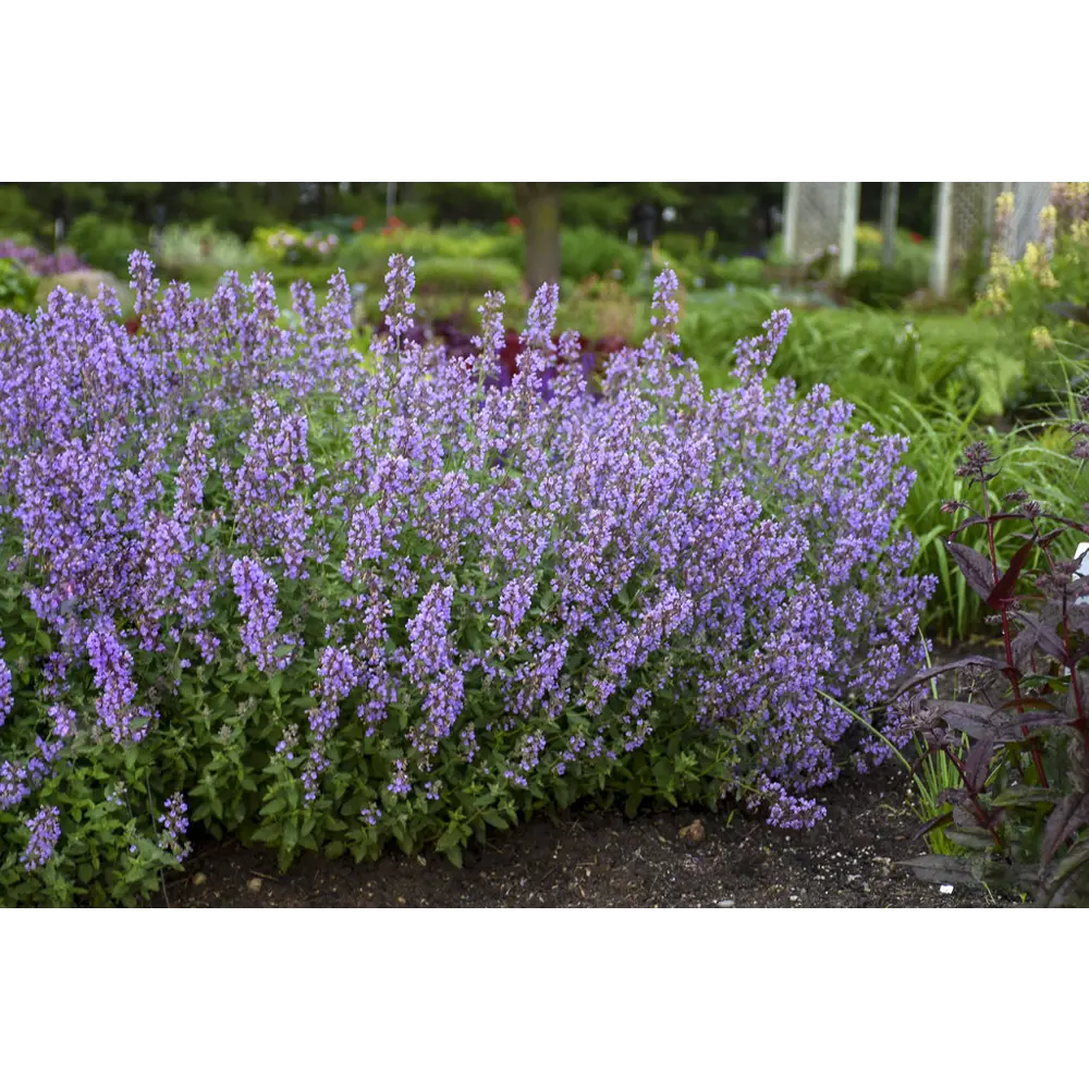 Котовник Кит Кэт - многолетнее цветущее растение с синими соцветиями 89433483 ПОИСК STLM-1584784