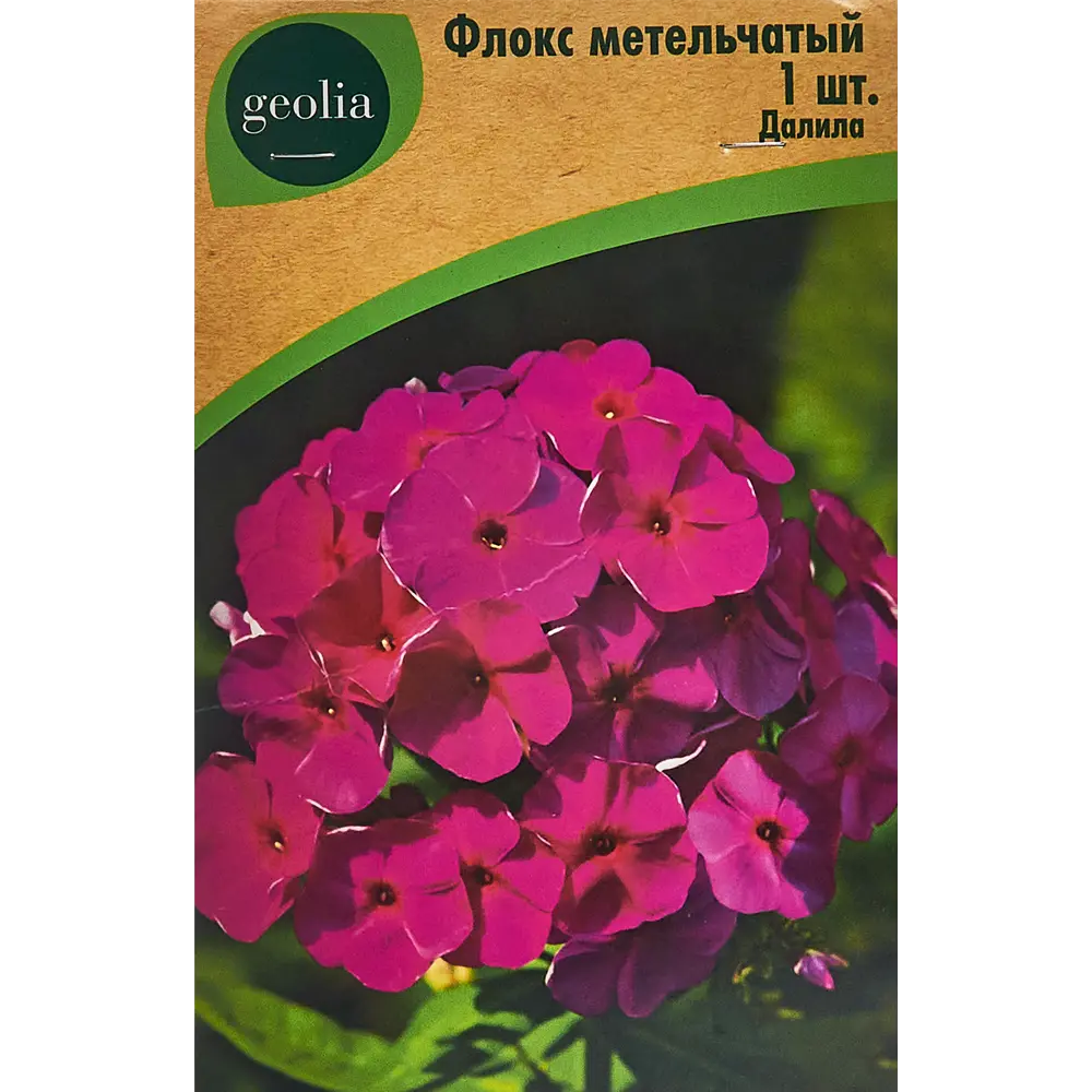 Флокс Geolia метельчатый Далила 86408679 STLM-2132423 