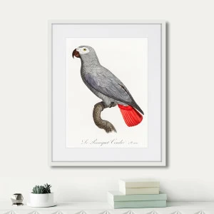 Картина в раме 52х42 см Beautiful parrots №2, 1872г. КАРТИНЫ В КВАРТИРУ  264295 Красный;серый;разноцветный