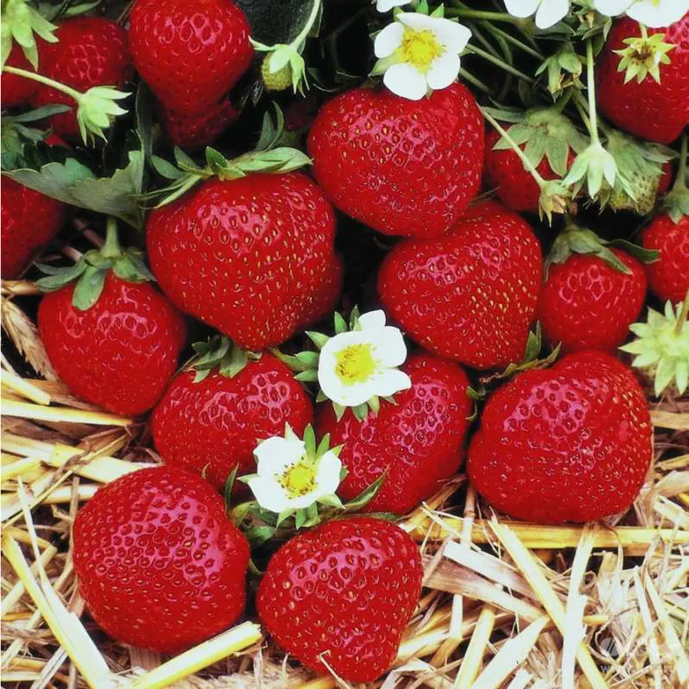 Земляника Мара Де Буа ø9 h15 см 84834863 STLM-2137466 PLANTMARKET 