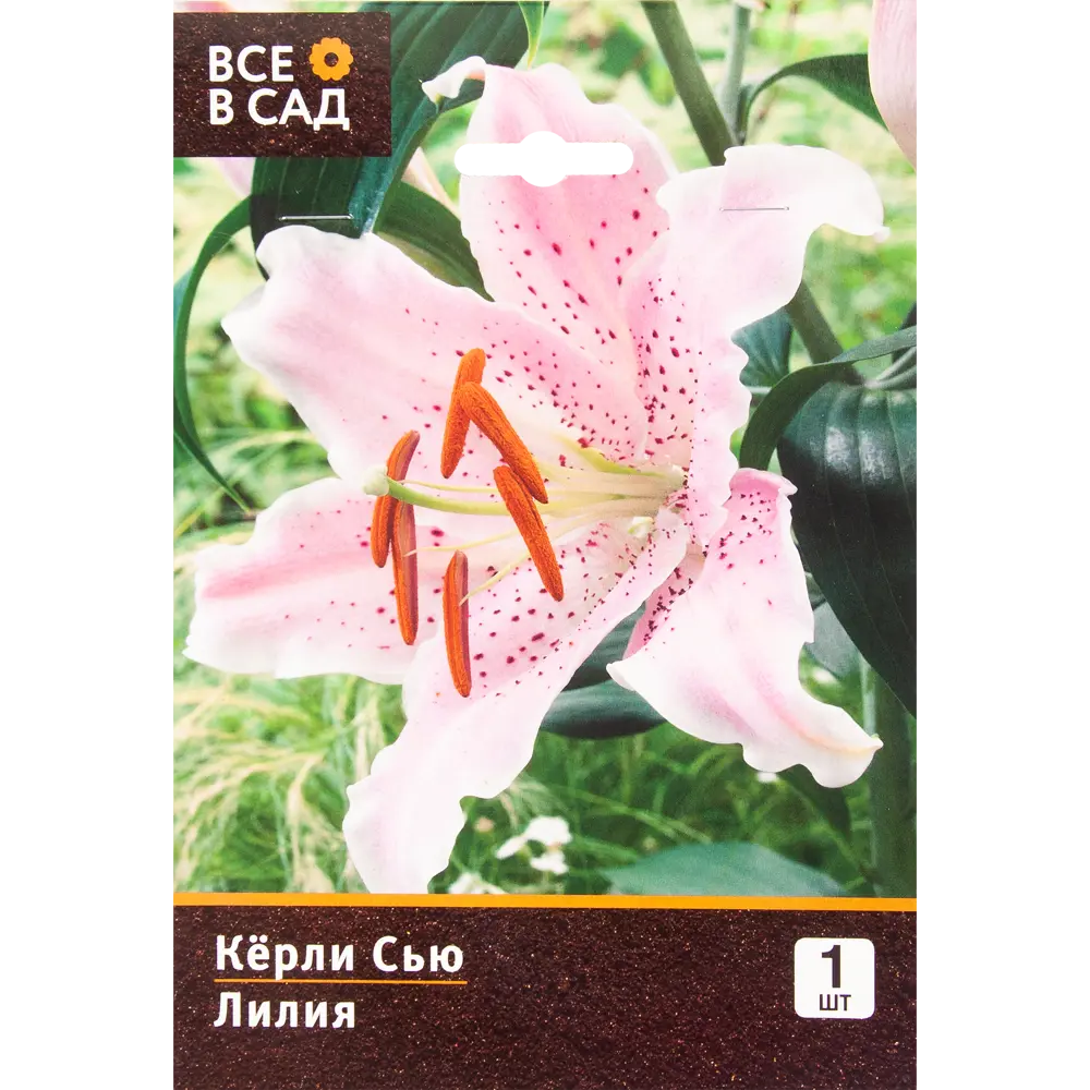 Лилия восточная «Кёрли Сью» ВСЕ В САД STLM-2135223