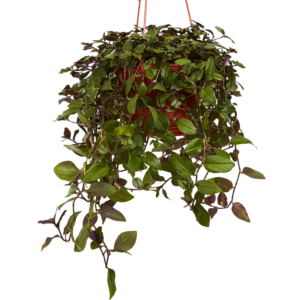 Santreyd Традесканция Зебрина в кашпо с розово-зелеными листьями 85535971 STLM-0965373 - Вид №1