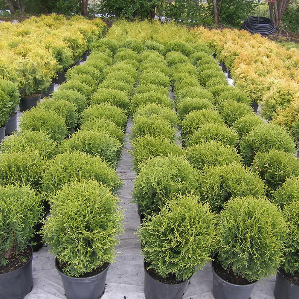 Туя западная «Danica», 20-30x20 см, С3 ГАВРИШ STLM-2118753