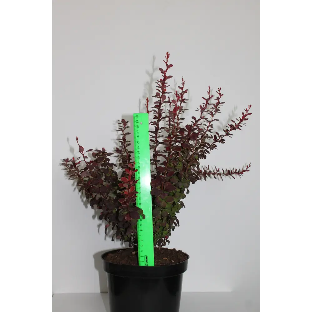 Барбарис, микс, 20-30х10 см, P9 ГАВРИШ STLM-2085258 - Вид №2