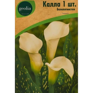 Калла Geolia Белопятнистая 86408668 STLM-2130255