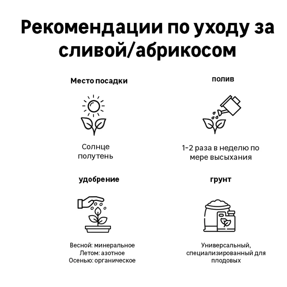 Слива «Белая медовая» C7 высота 150-180 см ВСЕ В САД STLM-2211322 - Вид №1