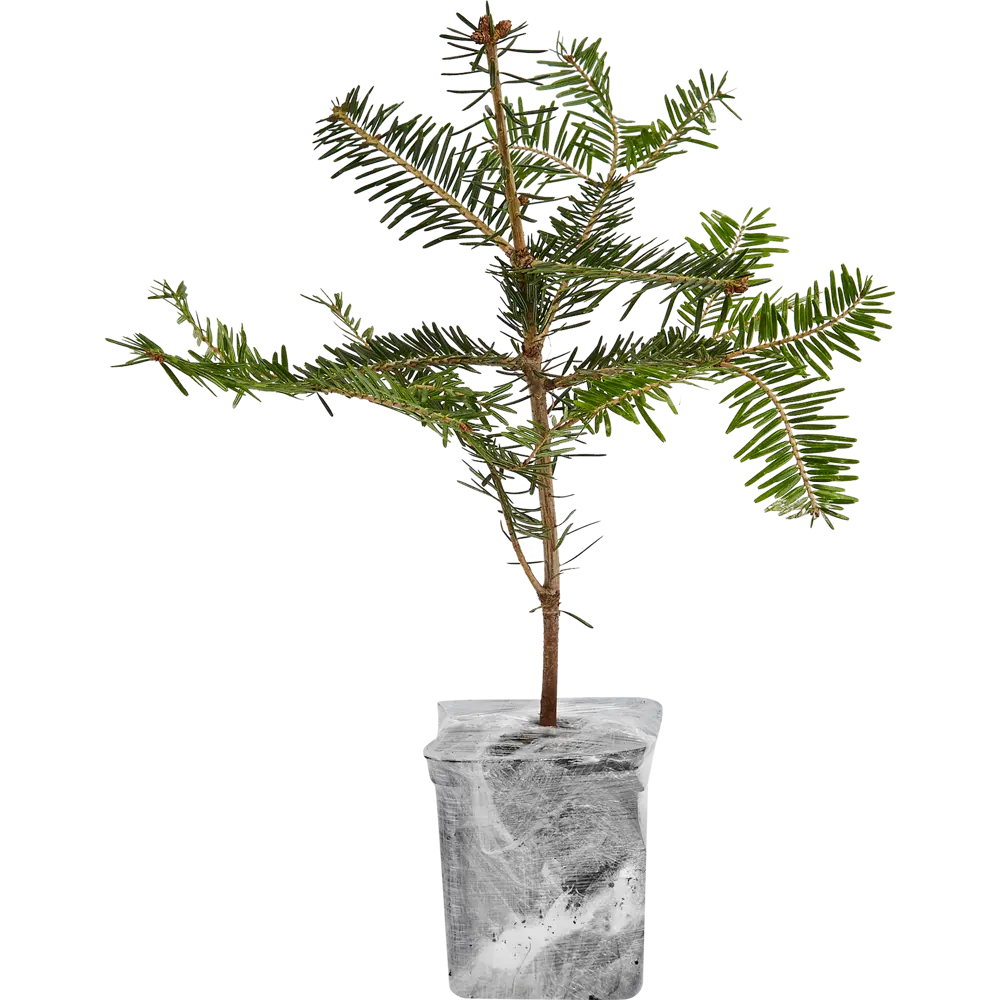 Пихта Корейская в новогоднем пакете P9 h20 см Santreyd STLM-2008821 - Вид №1