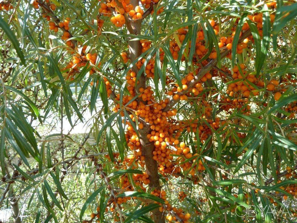 Саженец облепихи Микс Santreyd 85325548 STLM-0061626