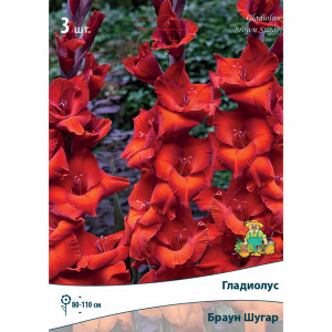 82530195 Гладиолусы крупноцветковые Браун Шугар