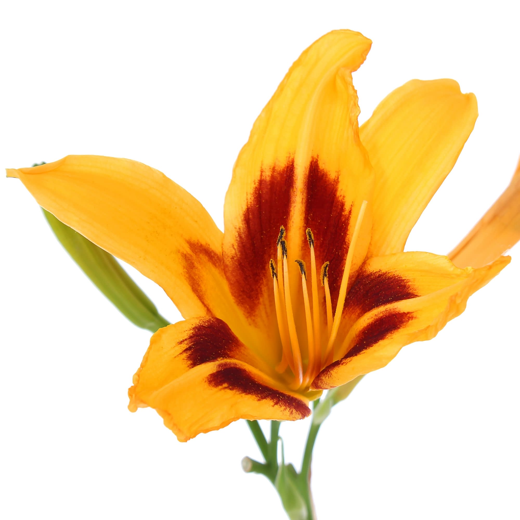 81954824 Лилейник С1 «Бонанза» Santreyd  - Вид №1