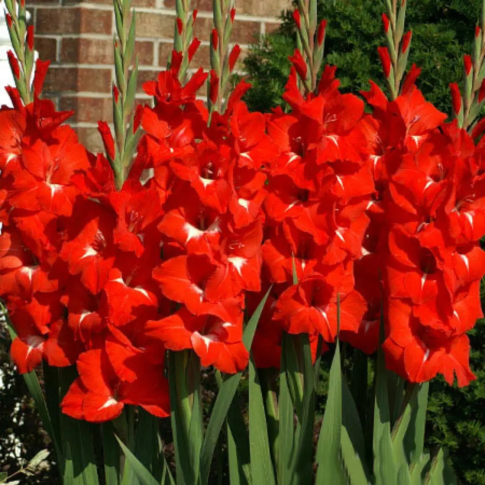 Гладиолус Geolia «Traderhorn», 10х12 см STLM-2083410