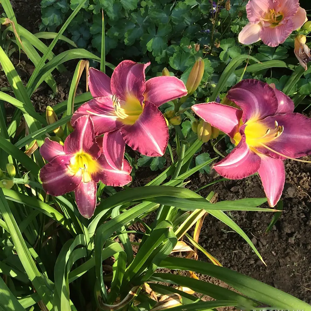 Лилейник Эд Муррей (Ed Murray) I (1/16) Santreyd STLM-2068836