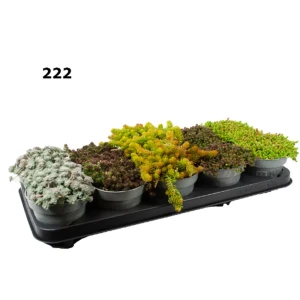 Очиток микс ø12 h15 см 89365393 STLM-2179819