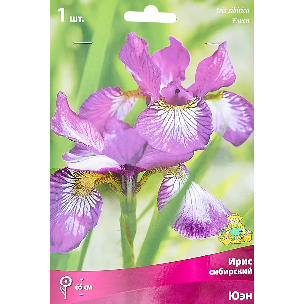 Ирис сибирский «Юэн», размер луковицы I Santreyd STLM-2069352