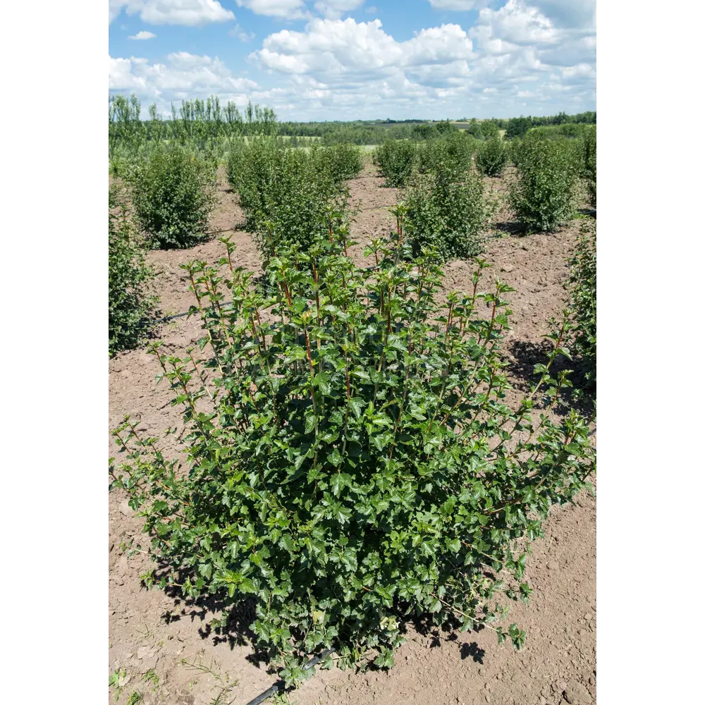 Смородина Альпийская ø15 h35 см 89365291 STLM-2002010 PLANTMARKET 
