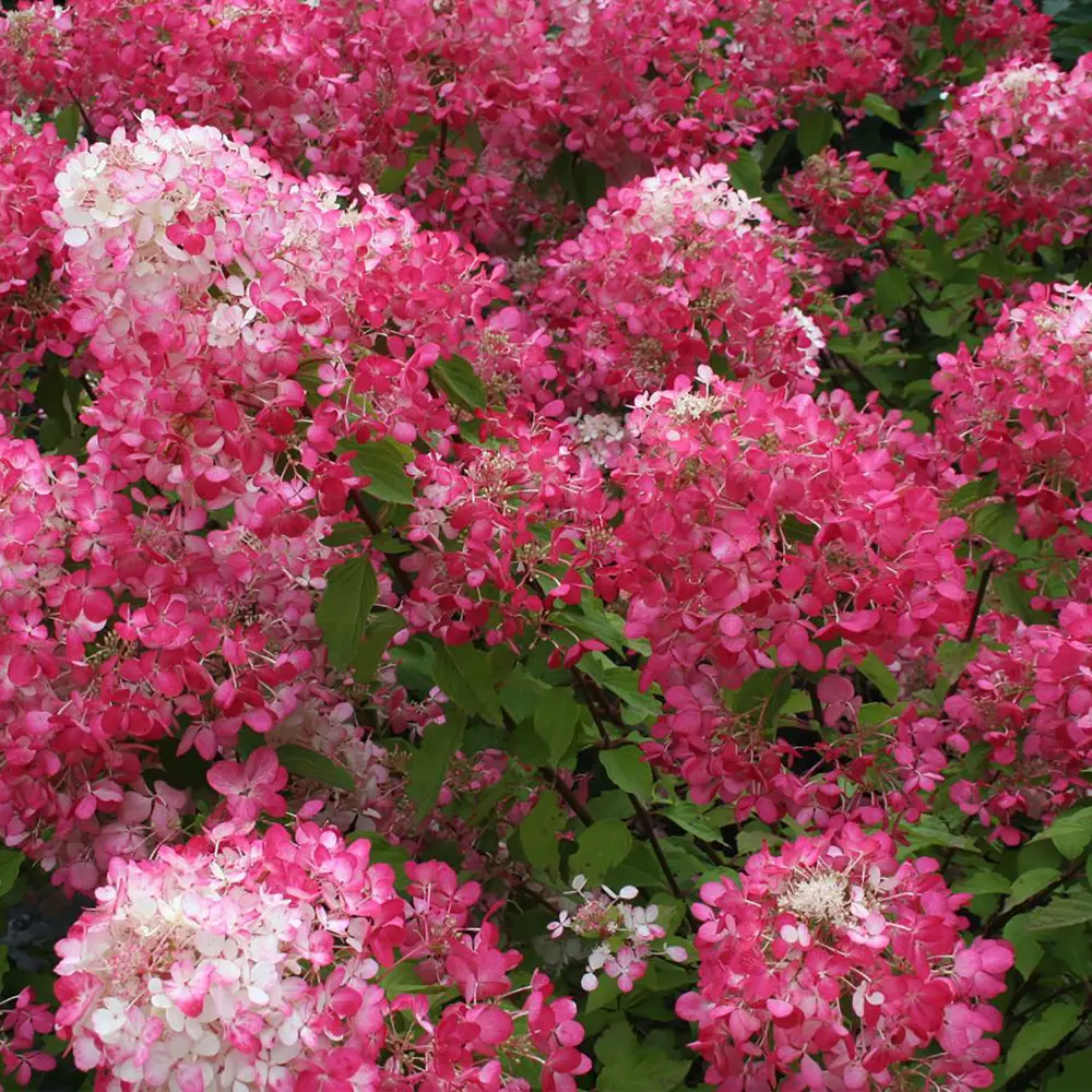 Гортензия метельчатая Даймонд Руж от Santreyd - саженец с меняющимися цветами 18016115 STLM-0009251 - Вид №1