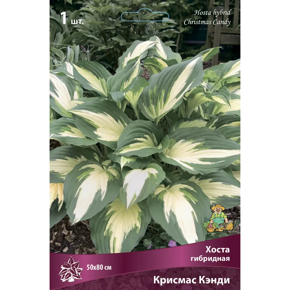 Хоста гибридная Крисмас Кэнди ПОИСК STLM-2058204
