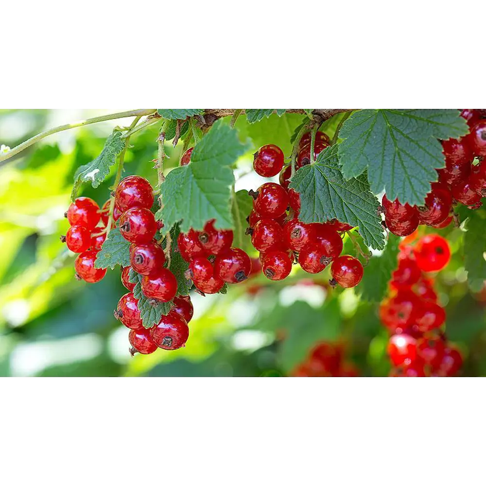 Смородина красная h15 см 87718520 STLM-2041045 Santreyd 