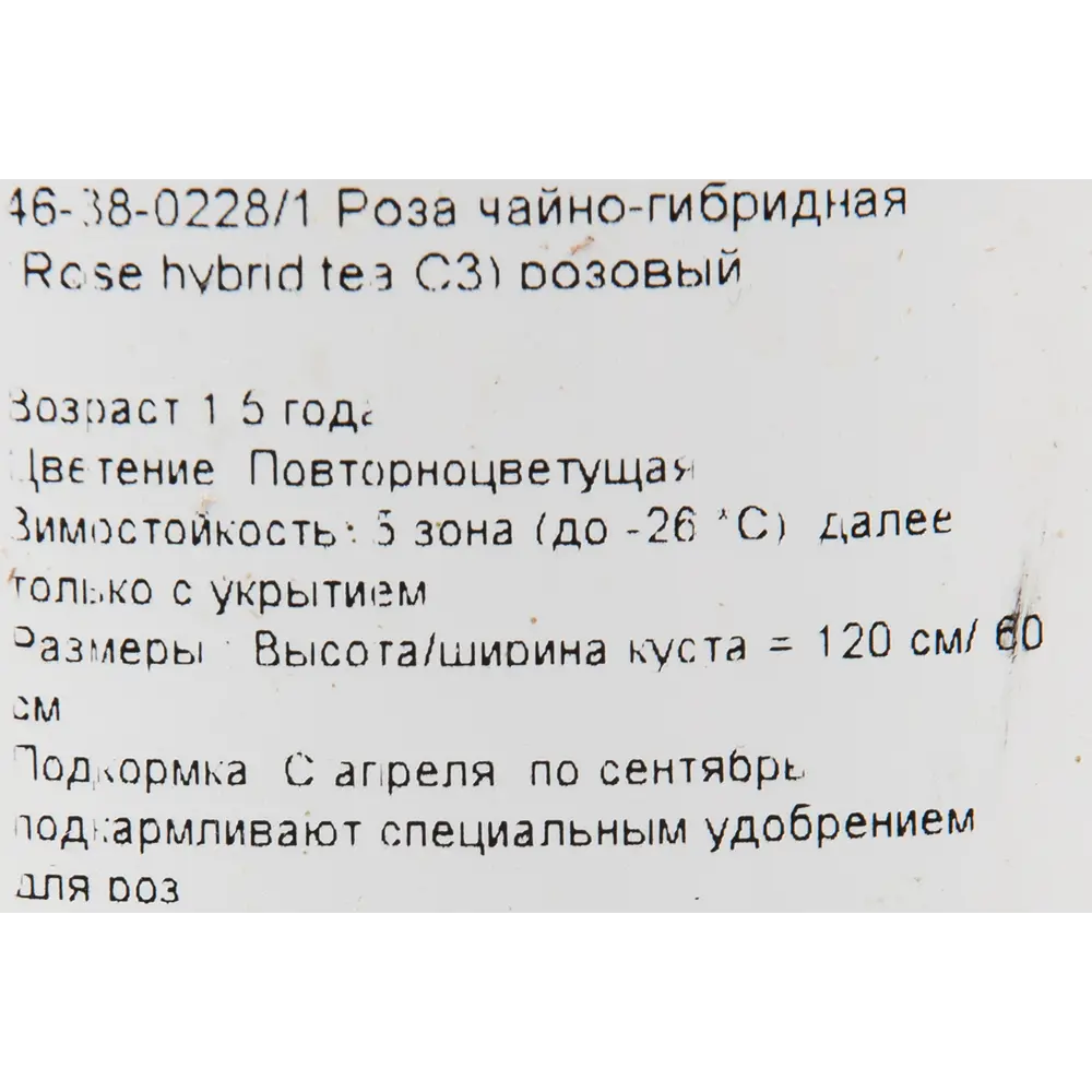 Роза чайно-гибридная розовая 15x55 см 82625115 STLM-2012352 PLANTMARKET  - Вид №1