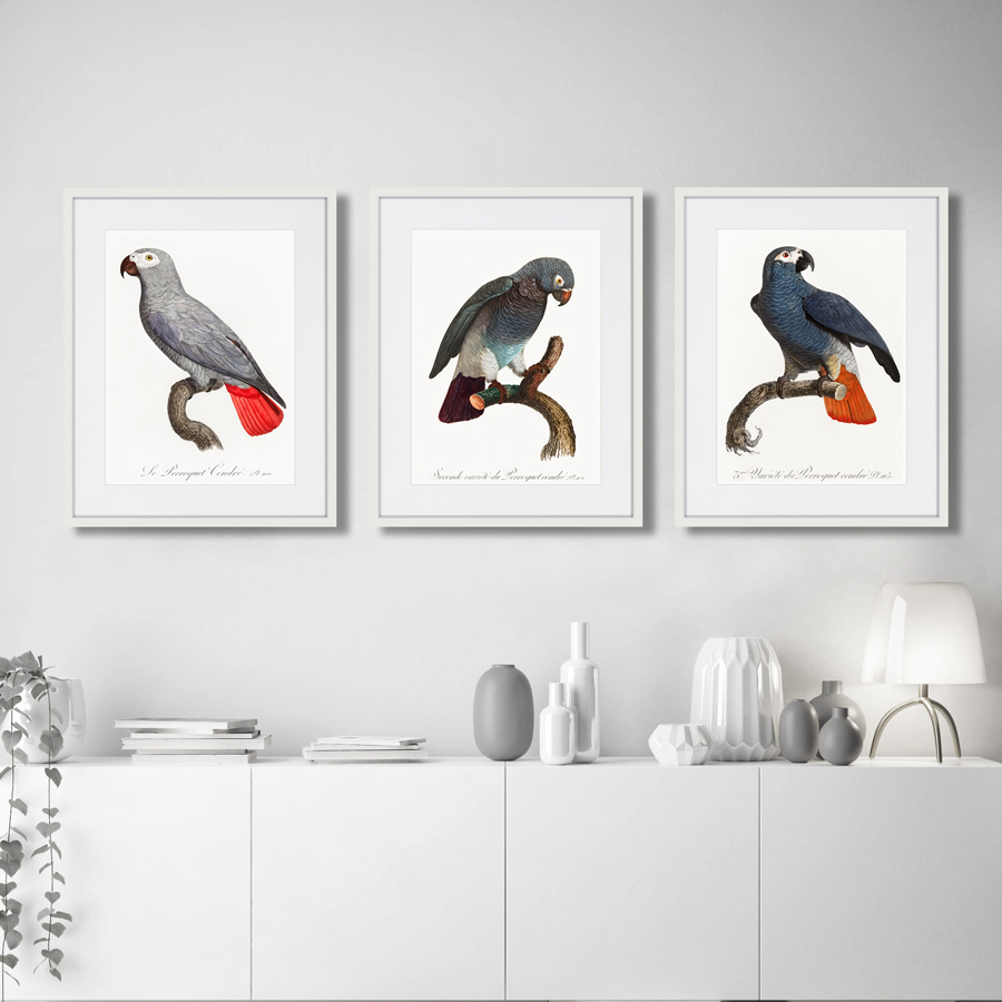 Картина в раме 52х42 см Beautiful parrots №2, 1872г. КАРТИНЫ В КВАРТИРУ  264295 Красный;серый;разноцветный  - Вид №2