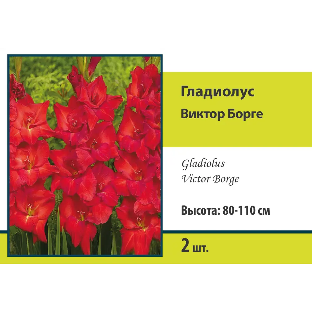 Гладиолус крупноцветковый Виктор Борге, 2 шт 89452207 STLM-2140669 ПОИСК 