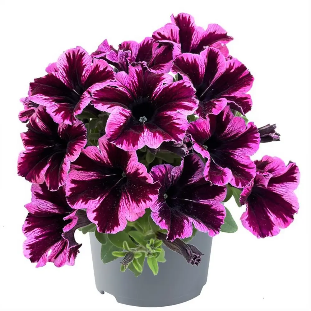 Петхоа микс ø12 h8 см АГРОНИ STLM-2206898
