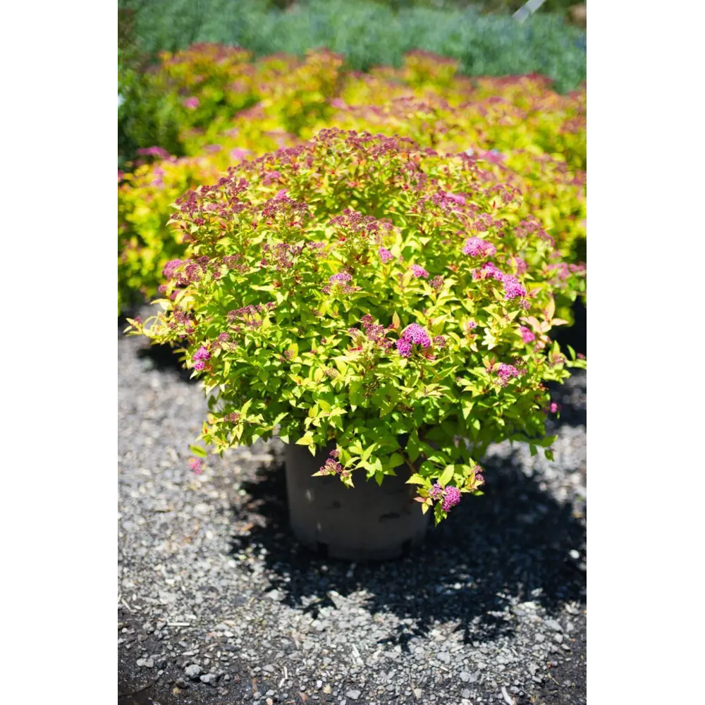 Спирея японская Голдмоунд ø9 h15 см PLANTMARKET STLM-2097902