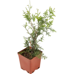 Туя западная «Брабант» 15x30 см 82596816 STLM-2094618