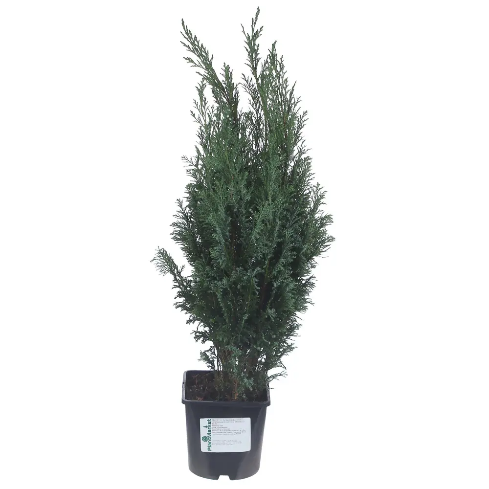 Кипарисовик Лавсона «Элвуди» С2, 40-50 см PLANTMARKET STLM-2001507