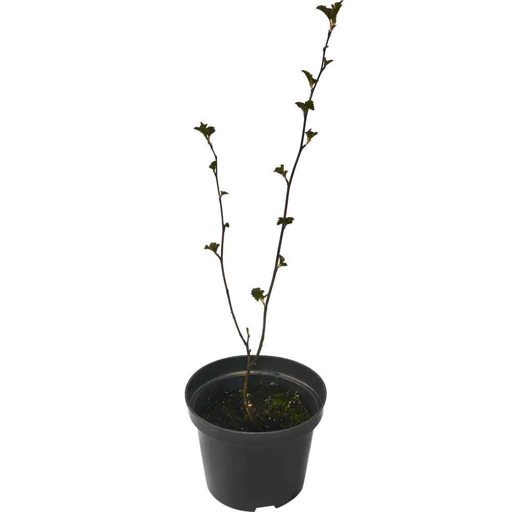 Пузыреплодник калинолистный Ред Барон ø15 h60 см 84828808 STLM-2149280 PLANTMARKET 