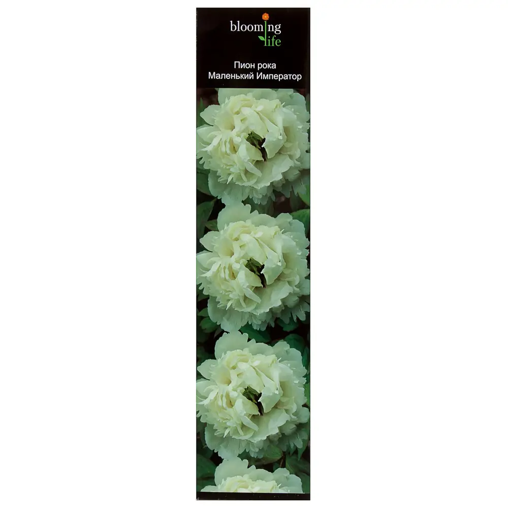 Пион Рока «Маленький Император» (в тубе) 81948489 STLM-2142815 Santreyd 