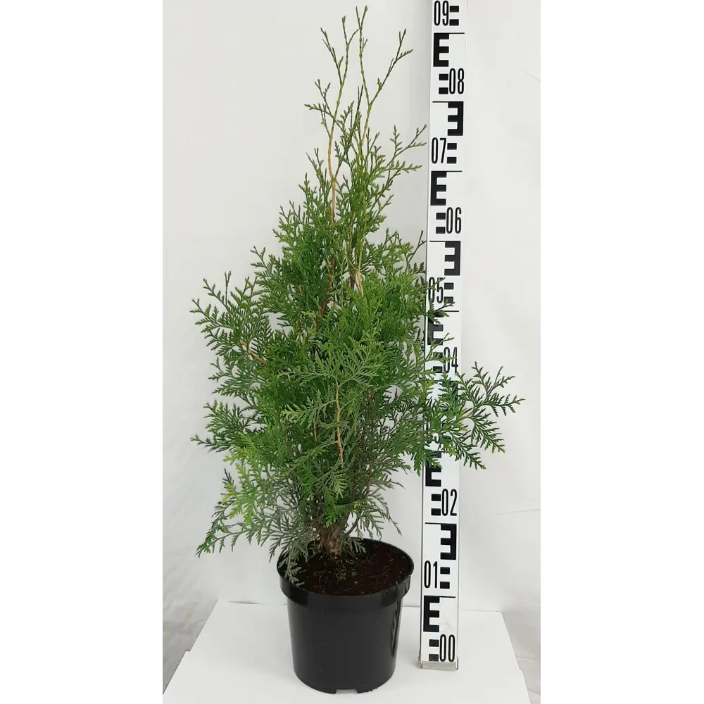 Туя западная «Брабант» 19x30 см ГАВРИШ STLM-2139643