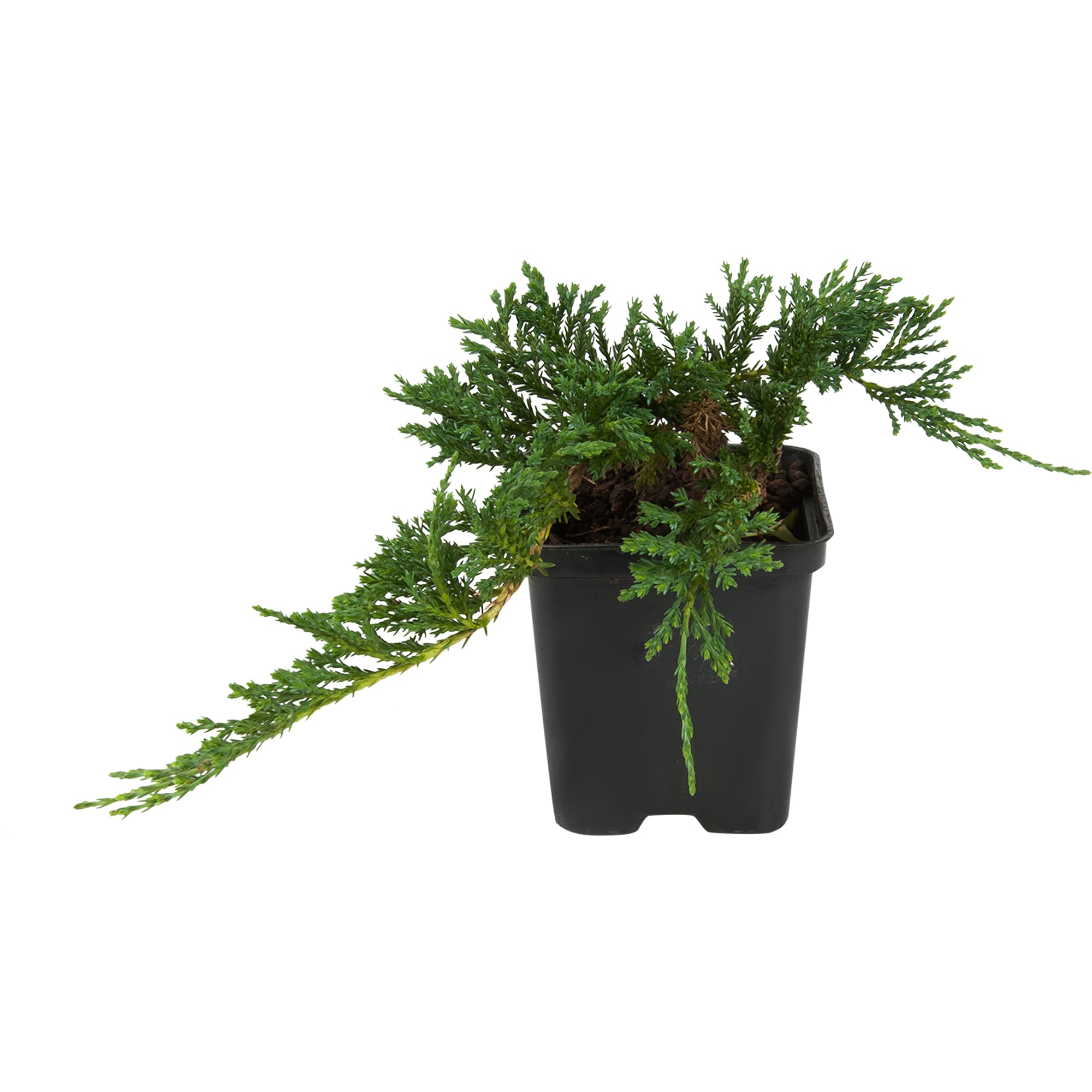 82596777 Можжевельник 9x15 см Santreyd 