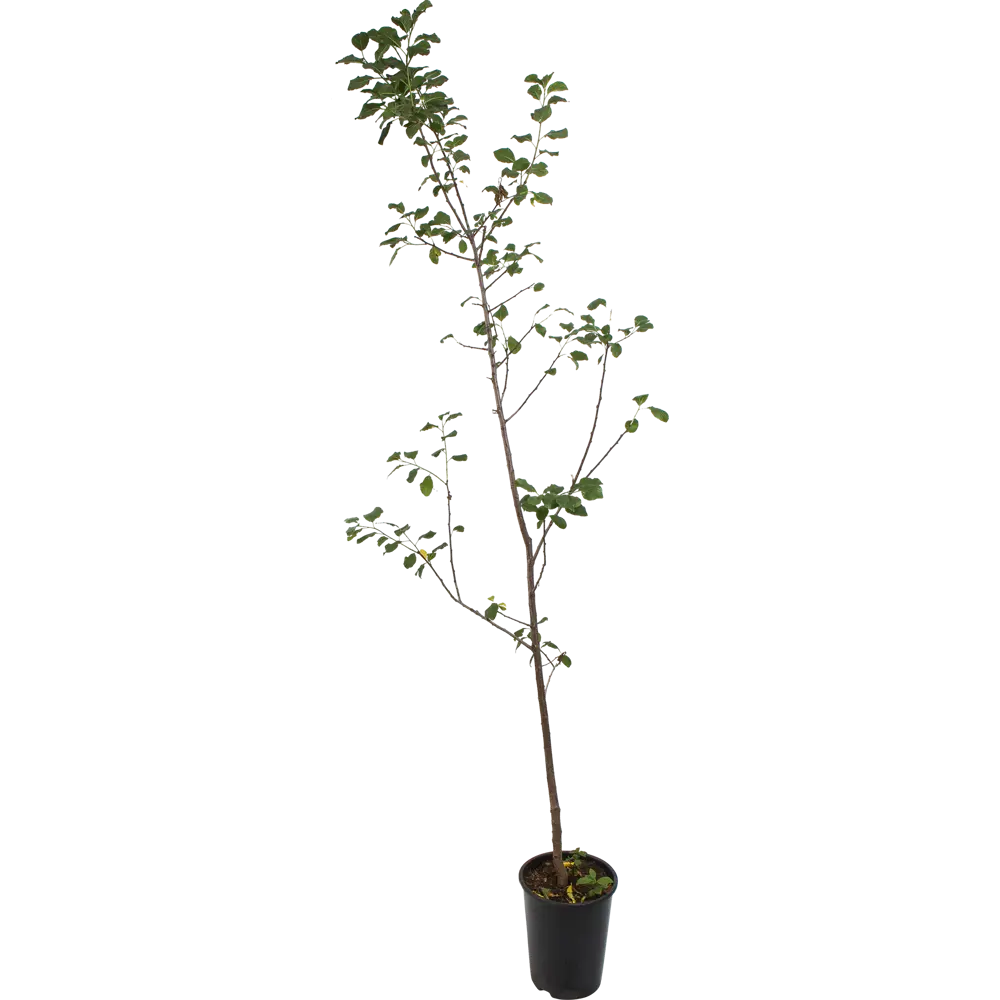 Слива «Богатырская» C7 высота 180 см 82597141 STLM-2069048 Santreyd 