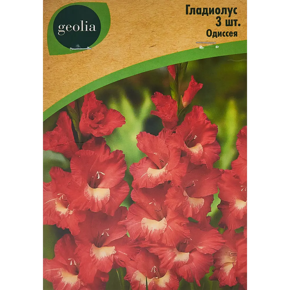 Гладиолус крупноцветковый Одиссея Geolia 3 шт STLM-2098145