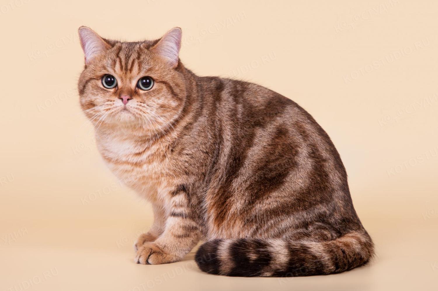 Породы кошек окрас табби. Британская кошка табби. Британская короткошёрстная кошка табби. Шотландская короткошерстная табби. Британская кошка окрас табби.