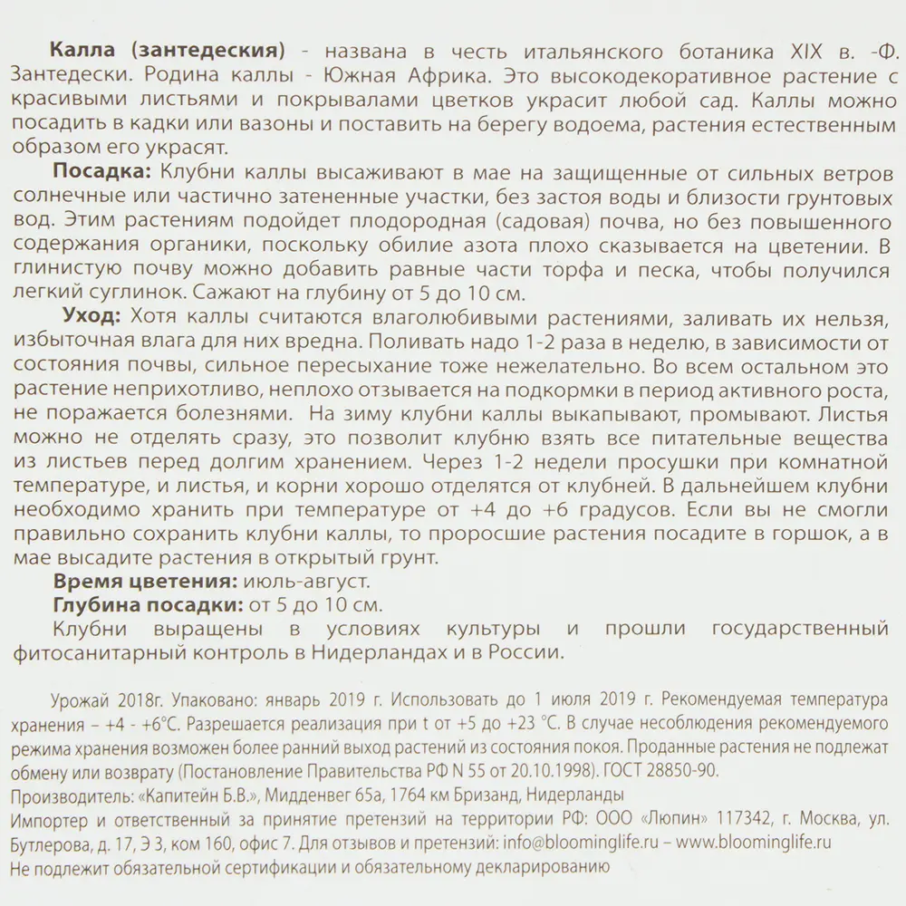 Калла Каптейн Лидо 14/16, 2 шт BLOOMING LIFE STLM-2179062 - Вид №1