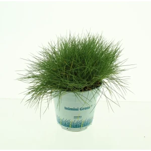 Овсяница Готье Амигрин - декоративный многолетний кустарник 89427893