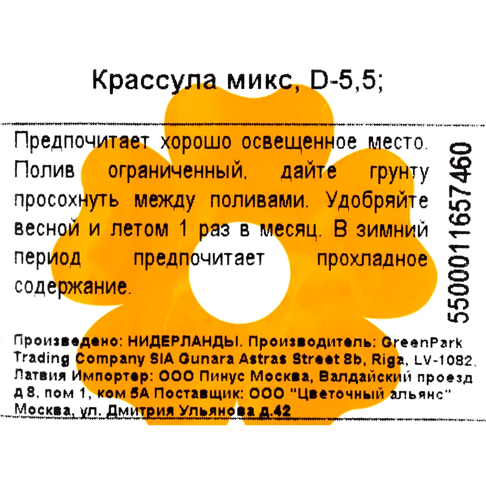 Крассула микс 5.5х10 см 12501013 STLM-2199779 Santreyd  - Вид №2