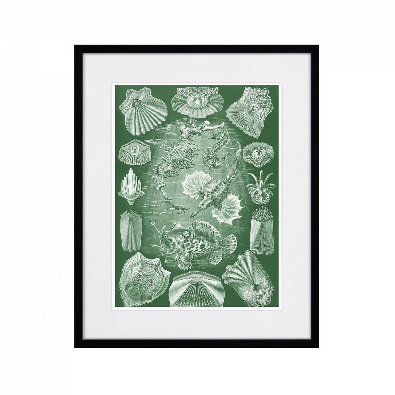 Картина: Art forms of nature №5, 1897г. КАРТИНЫ В КВАРТИРУ  264461 Разноцветный  - Вид №1