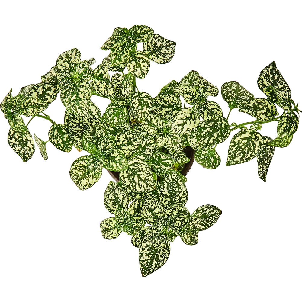 Santreyd Гипоэстес - искусственное растение с декоративной листвой в горшке 83248166 STLM-0039923 - Вид №1