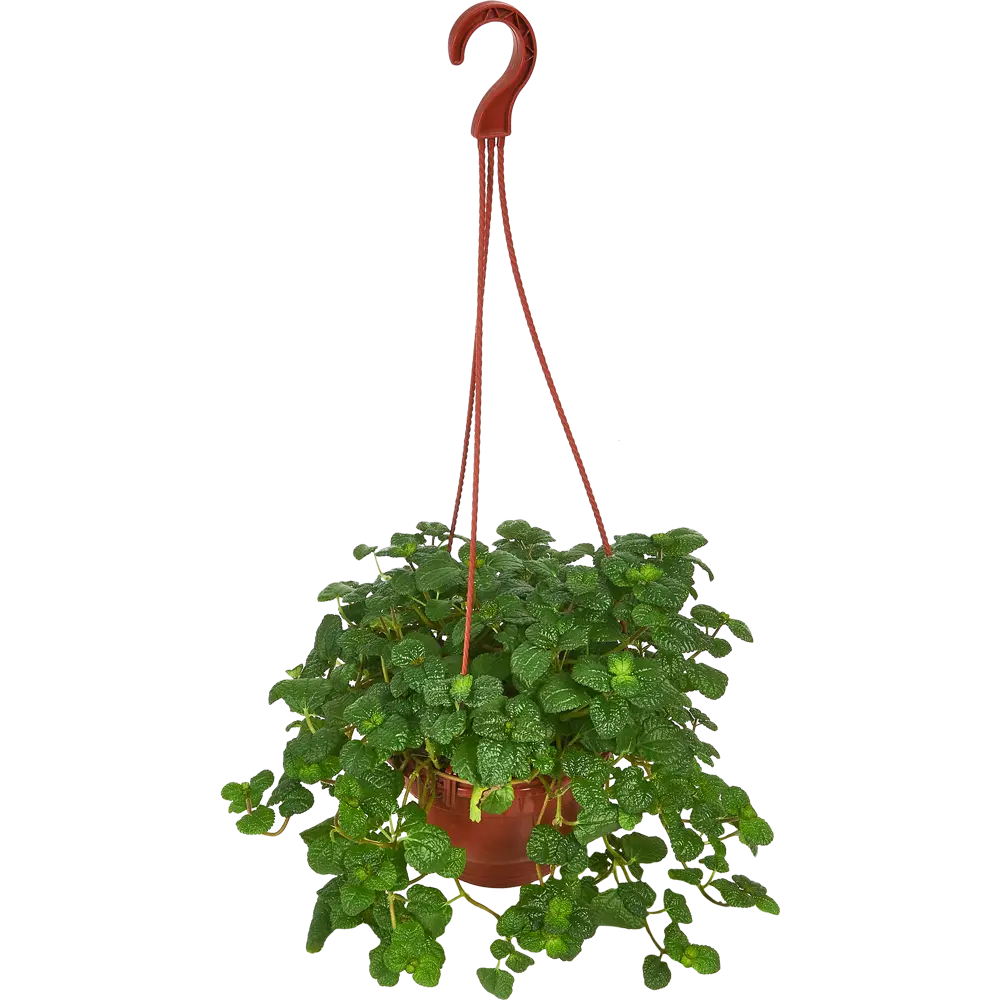 Santreyd Пеперомия Монетолистная — изящное комнатное растение с декоративной листвой 85535962 STLM-0063570 - Вид №1